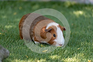 Closeup shot of a guinea pig in the garden