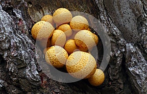 Closeup shot of Gymnopilus junonius on the bark of a tree photo