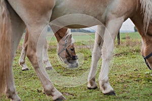 Closeup shot of Haflinger horses grazing in the field.