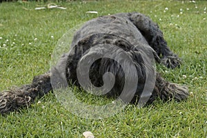 Closeup shot of a hairy black Bouvier de Flandres dog resting on the grass