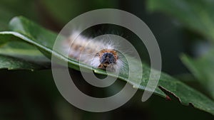 Closeup shot of a hairy caterpillar on a green leaf