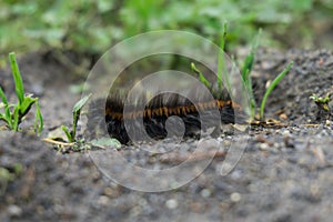 Closeup shot of a hairy caterpillar on the ground