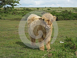 Closeup shot of a hairy cow standing in a grassy field with a blurred background at daytime