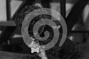 Closeup shot of a hairy shaggy dog in grayscale