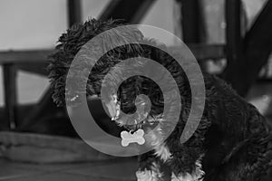 Closeup shot of a hairy shaggy dog in grayscale