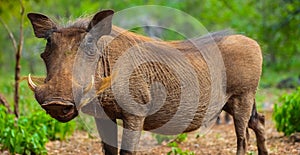 Closeup shot of a hairy wild common African warthog in a forest