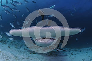 Closeup Shot of Hammerhead Shark Swimming towards You in Clear Waters of Bahamas