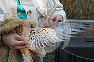 Closeup shot of a hand examining an injured falcon kestrel bird's wing before releasing into a wild