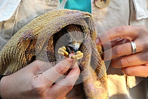 Closeup shot of a hand holding an injured cute falcon kestrel bird wrapped in a towel