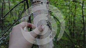 Closeup shot of a hand peeling moss of a birch tree trunk in a forest