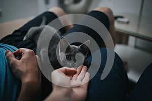 Closeup shot of a hand petting a cute gray kitten