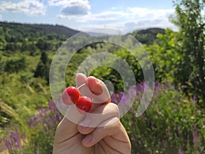 Closeup shot of a hand picking rewild cherry on a summer day with a green area in the background photo
