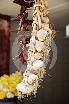 Closeup shot of hanging garlics . Vertical shot