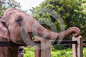 Closeup shot of a happy elephant showing its trunk in the zoo