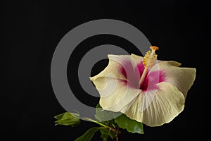 Closeup shot of the Hawaiian hibiscus flower in the dark