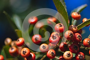 Closeup shot of Hawthorns with a blurred background