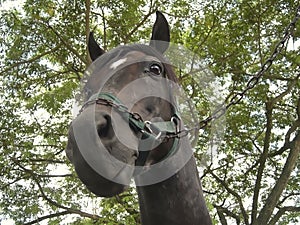 Closeup shot of the head of the Arabian or Arab horse