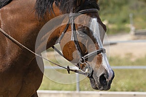 Closeup shot of the head of a beautiful brown horse