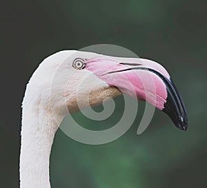 Closeup shot of a head of a beautiful flamingo