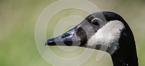 Closeup shot of the head of a Canada goose in profile.