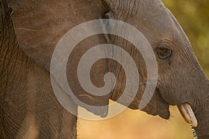 Closeup shot of a head of a cute big elephant with a long tusk in a Kruger National park