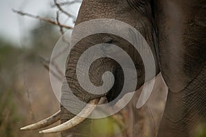 Closeup shot of a head of a cute big elephant with a long tusk in a Kruger National park