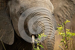 Closeup shot of a head of a cute big elephant with a long tusk in a Kruger National park