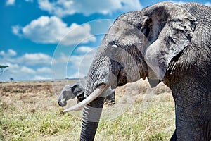 Closeup shot of the head of a cute elephant in the wilderness