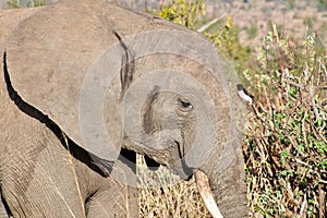 Closeup shot of the head of a cute elephant in the wilderness