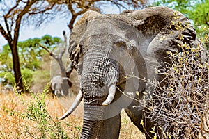 Closeup shot of the head of a cute elephant in the wilderness