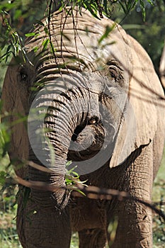 Closeup shot of the head of an elephant during daytime