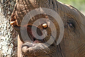 Closeup shot of the head of an elephant during daytime