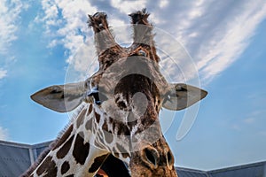 Closeup shot of the head of a giraffe