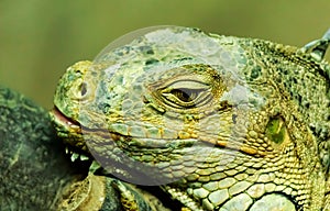 Closeup shot of the head of a green iguana with a blurred background