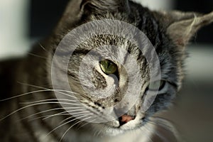 Closeup shot of the head of a grey cat with black patterns