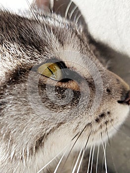 Closeup shot of the head of a grey cat with black patterns