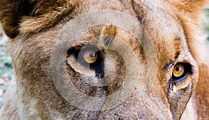 Closeup shot of the head of a lioness