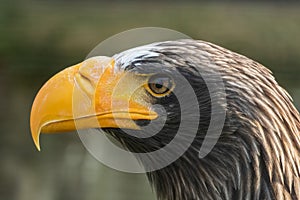 Closeup shot of a head of the Steller Sea Eagle