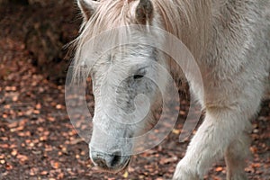 Closeup shot of the  head of a white horse in Thornecombe Woods, Dorchester, Dorset, UK