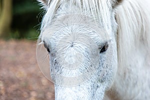 Closeup shot of the  head of a white horse in Thornecombe Woods, Dorchester, Dorset, UK