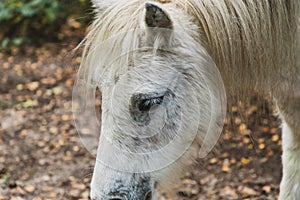 Closeup shot of the  head of a white horse in Thornecombe Woods, Dorchester, Dorset, UK