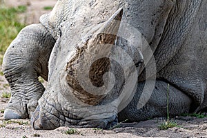 A closeup shot of the head of a White Rhino lying on the ground