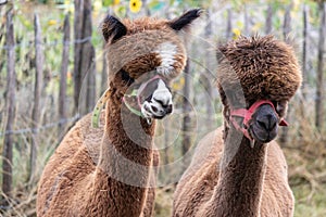 Closeup shot of the heads of two cute brown lamas