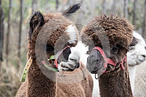 Closeup shot of the heads of two cute brown lamas