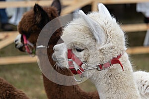 Closeup shot of the heads of two cute lamas