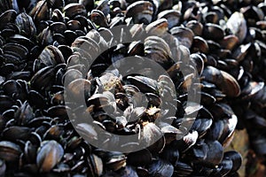 Closeup shot of a heap of seashells