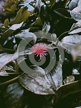 Closeup shot of a heartleaf ice plant red flower blooming among green leaves in the garden