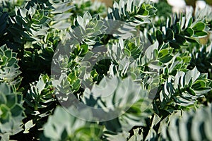 Closeup shot of Hebe Albicans green shrub growing in the garden under the sunlight