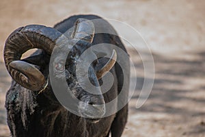 Closeup shot of a Hebridean sheep standing in the farm in the daylight