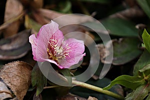 Closeup shot of Helleborus orientalis, the Lenten rose